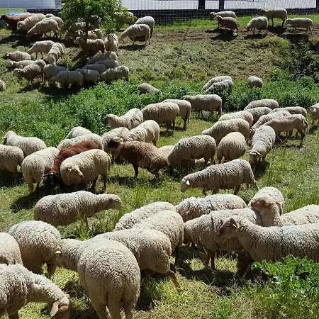 Les Lavandines * Montagnac (Alpes-de-Haute-Provence)